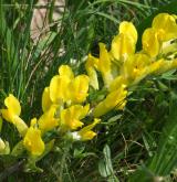 čilimník řezenský <i>(Cytisus ratisbonensis)</i> / Květ/Květenství