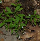 pomněnka řídkokvětá <i>(Myosotis sparsiflora)</i> / Habitus