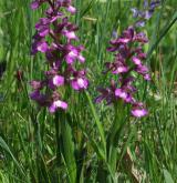 vstavač kukačka <i>(Orchis morio)</i> / Habitus