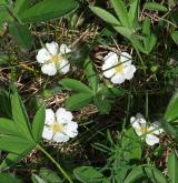 mochna bílá <i>(Potentilla alba)</i> / Květ/Květenství