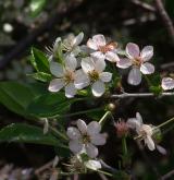 višeň křovitá <i>(Prunus fruticosa)</i> / Květ/Květenství