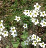 lomikámen zrnatý <i>(Saxifraga granulata)</i> / Květ/Květenství