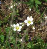 lomikámen zrnatý <i>(Saxifraga granulata)</i> / Květ/Květenství