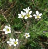 lomikámen zrnatý <i>(Saxifraga granulata)</i> / Květ/Květenství