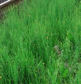 přeslička větevnatá <i>(Equisetum ramosissimum)</i> / Porost