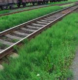 přeslička větevnatá <i>(Equisetum ramosissimum)</i> / Porost