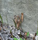 přeslička největší <i>(Equisetum telmateia)</i> / Habitus