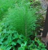 přeslička největší <i>(Equisetum telmateia)</i> / Habitus