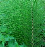 přeslička největší <i>(Equisetum telmateia)</i> / Habitus