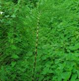 přeslička největší <i>(Equisetum telmateia)</i> / Habitus