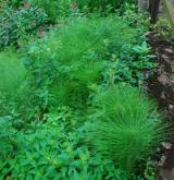 přeslička největší <i>(Equisetum telmateia)</i> / Habitus