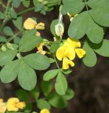 čičorka emerus <i>(Coronilla emerus)</i> / Květ/Květenství