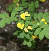 čičorka emerus <i>(Coronilla emerus)</i> / Habitus