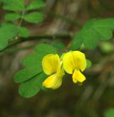 čičorka emerus <i>(Coronilla emerus)</i> / Květ/Květenství