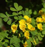 čičorka emerus <i>(Coronilla emerus)</i> / Květ/Květenství