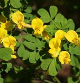 čičorka emerus <i>(Coronilla emerus)</i> / Květ/Květenství