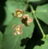 brslen bradavičnatý <i>(Euonymus verrucosus)</i> / Květ/Květenství
