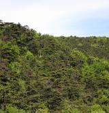 borovice černá <i>(Pinus nigra)</i> / Porost