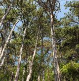 borovice černá <i>(Pinus nigra)</i> / Habitus