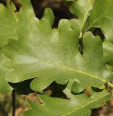 dub pýřitý <i>(Quercus pubescens)</i> / List