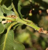 dub pýřitý <i>(Quercus pubescens)</i> / Větve a pupeny