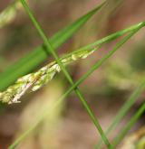 ostřice bílá <i>(Carex alba)</i> / Květ/Květenství