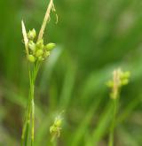 ostřice bílá <i>(Carex alba)</i> / Květ/Květenství