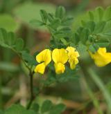 čičorka emerus <i>(Coronilla emerus)</i> / Květ/Květenství