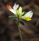  zimostrázek alpský <i>(Polygala chamaebuxus)</i> / Květ/Květenství