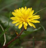 pampeliška červenavá <i>(Taraxacum [E] rubicundum)</i> / Květ/Květenství