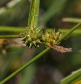 ostřice skloněná <i>(Carex demissa)</i> / Květ/Květenství