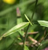 vrbovka bahenní <i>(Epilobium palustre)</i> / List