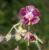 kakost hnědočervený <i>(Geranium phaeum)</i> / Květ/Květenství