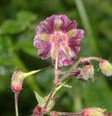 kakost hnědočervený <i>(Geranium phaeum)</i> / Květ/Květenství