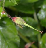 kakost hnědočervený <i>(Geranium phaeum)</i> / Plod