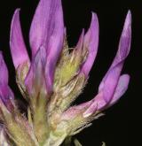 kozinec dánský <i>(Astragalus danicus)</i> / Květ/Květenství