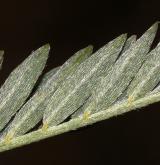 kozinec dánský <i>(Astragalus danicus)</i> / List