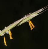 sveřep vzpřímený <i>(Bromus erectus)</i> / Květ/Květenství