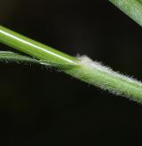 ostřice srstnatá <i>(Carex hirta)</i> / List