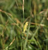 ostřice srstnatá <i>(Carex hirta)</i> / Habitus