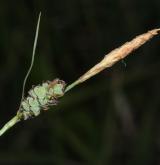 ostřice plstnatá <i>(Carex tomentosa)</i> / Plod