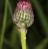 pcháč panonský <i>(Cirsium pannonicum)</i> / Květ/Květenství