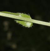 pcháč panonský <i>(Cirsium pannonicum)</i> / List