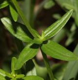 svízel severní <i>(Galium boreale)</i> / List