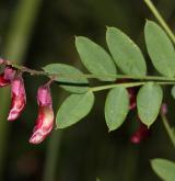 hrachor černý <i>(Lathyrus niger)</i> / Květ/Květenství