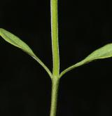 černýš hajní <i>(Melampyrum nemorosum)</i> / List