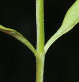černýš hajní <i>(Melampyrum nemorosum)</i> / List