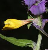 černýš hajní <i>(Melampyrum nemorosum)</i> / Květ/Květenství