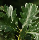 dub mnohoplodý <i>(Quercus polycarpa)</i> / List