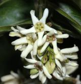 tolita lékařská <i>(Vincetoxicum hirundinaria)</i> / Květ/Květenství
